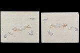 Fossil Fish & Four Shrimp (Pos/Neg) - Lebanon #70451-3